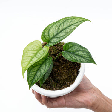 Monstera Siltepecana