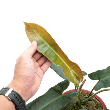 Philodendron Atabapoense 