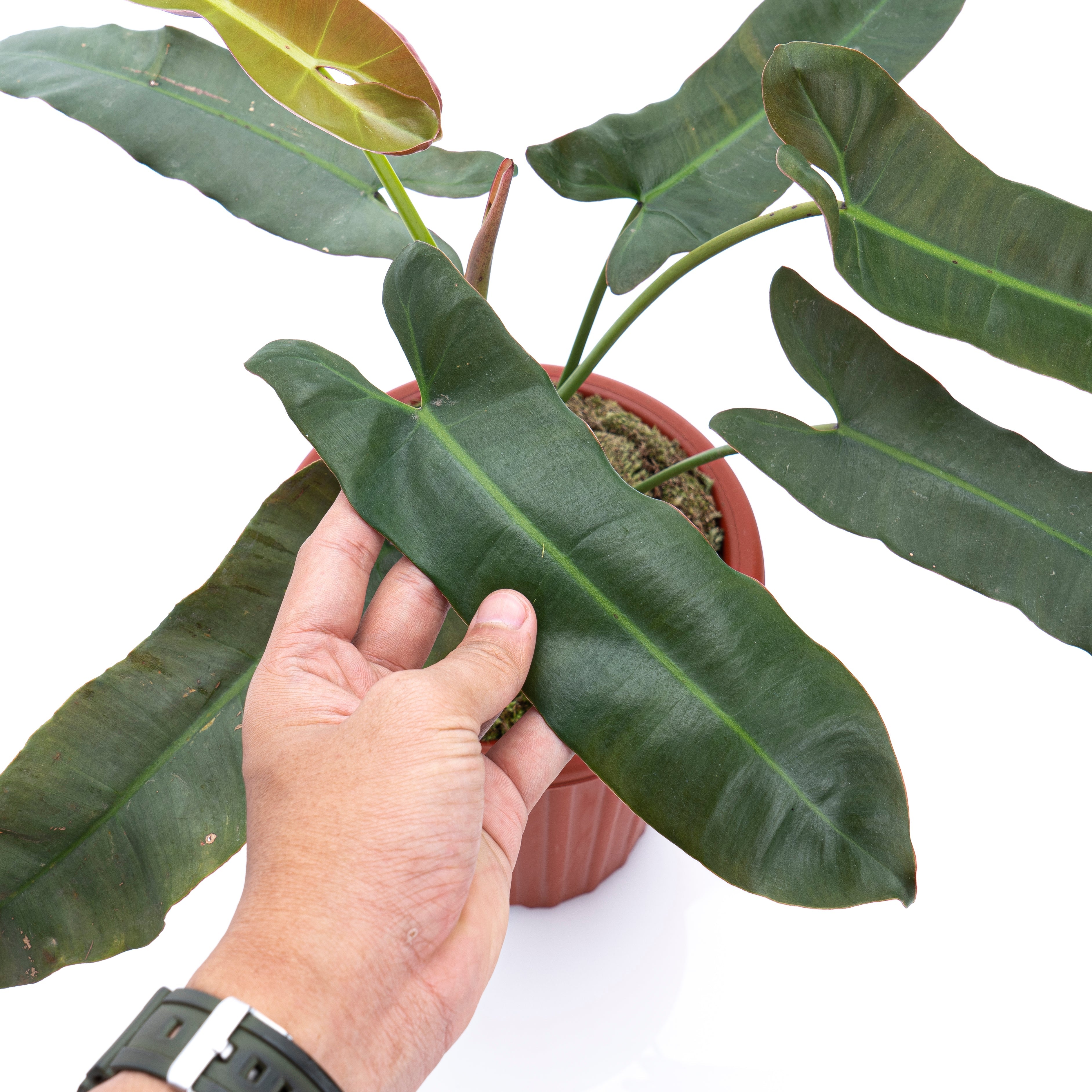 philodendron atabapoense buy Philodendron Atabapoense