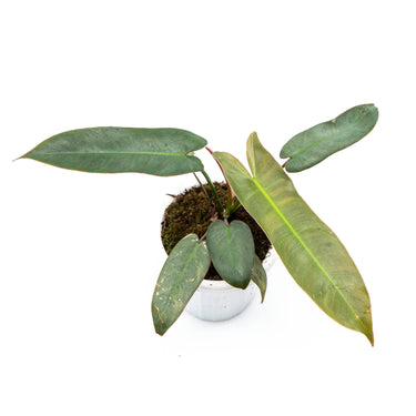 Philodendron Atabapoense