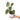 Philodendron Brandtianum