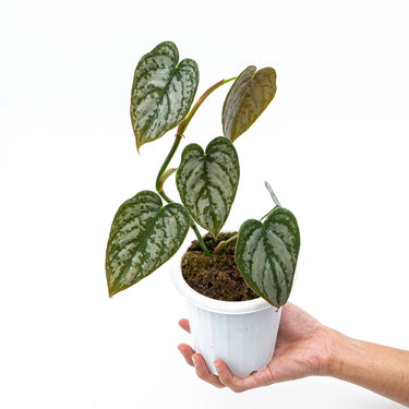 Philodendron Brandtianum
