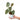 Philodendron Brandtianum