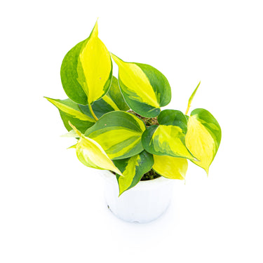 Philodendron Hederaceum Variegated - Brasil