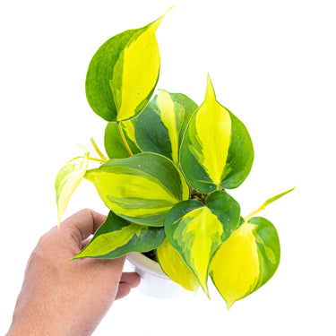Philodendron Hederaceum Variegated - Brasil
