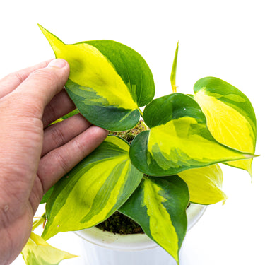 Philodendron Hederaceum Variegated - Brasil