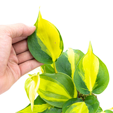Philodendron Hederaceum Variegated - Brasil