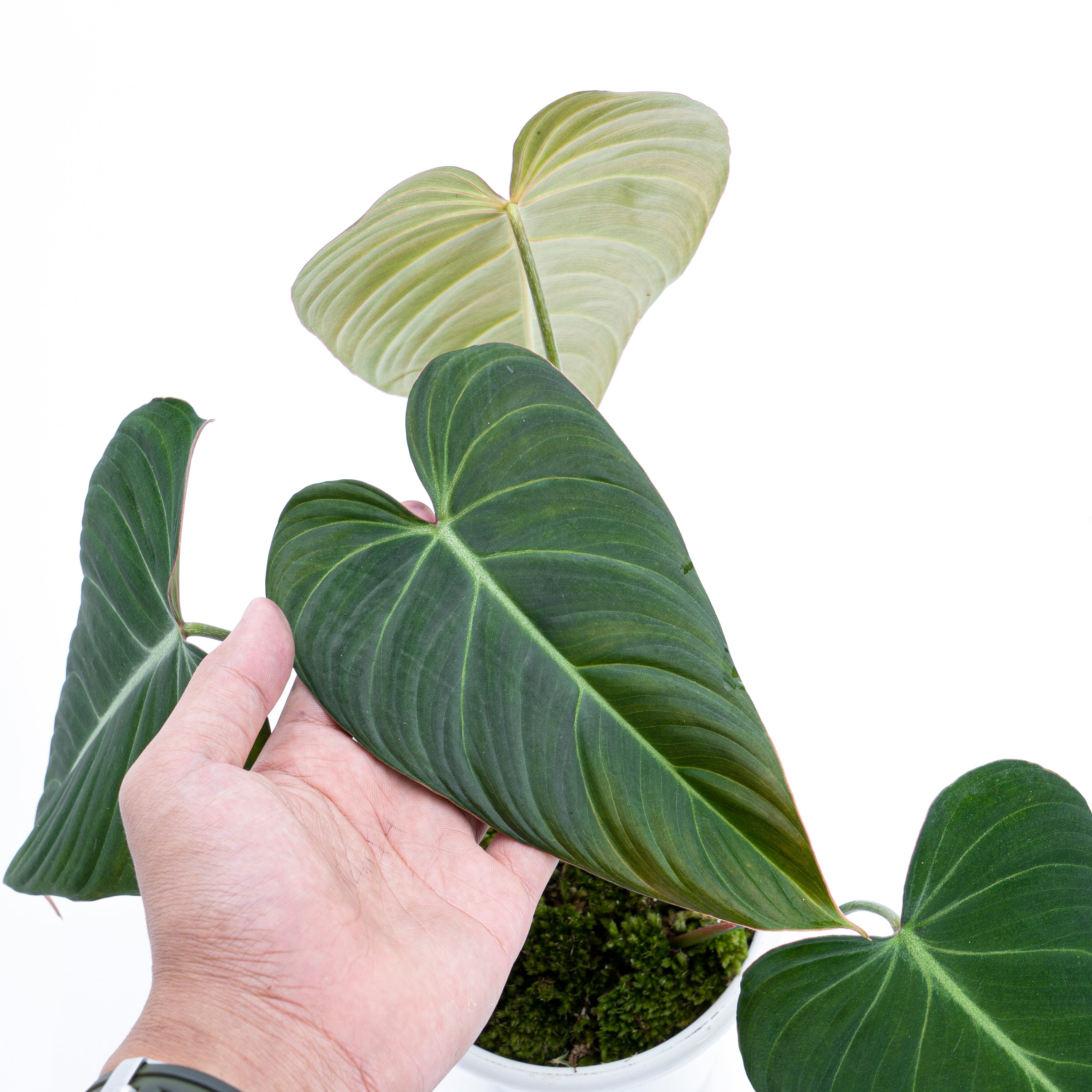philodendron gloriosum x melanochrysum Philodendron Glorious (gloriosum x melanochrysum) – Plantstop.us