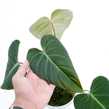 Philodendron Glorious