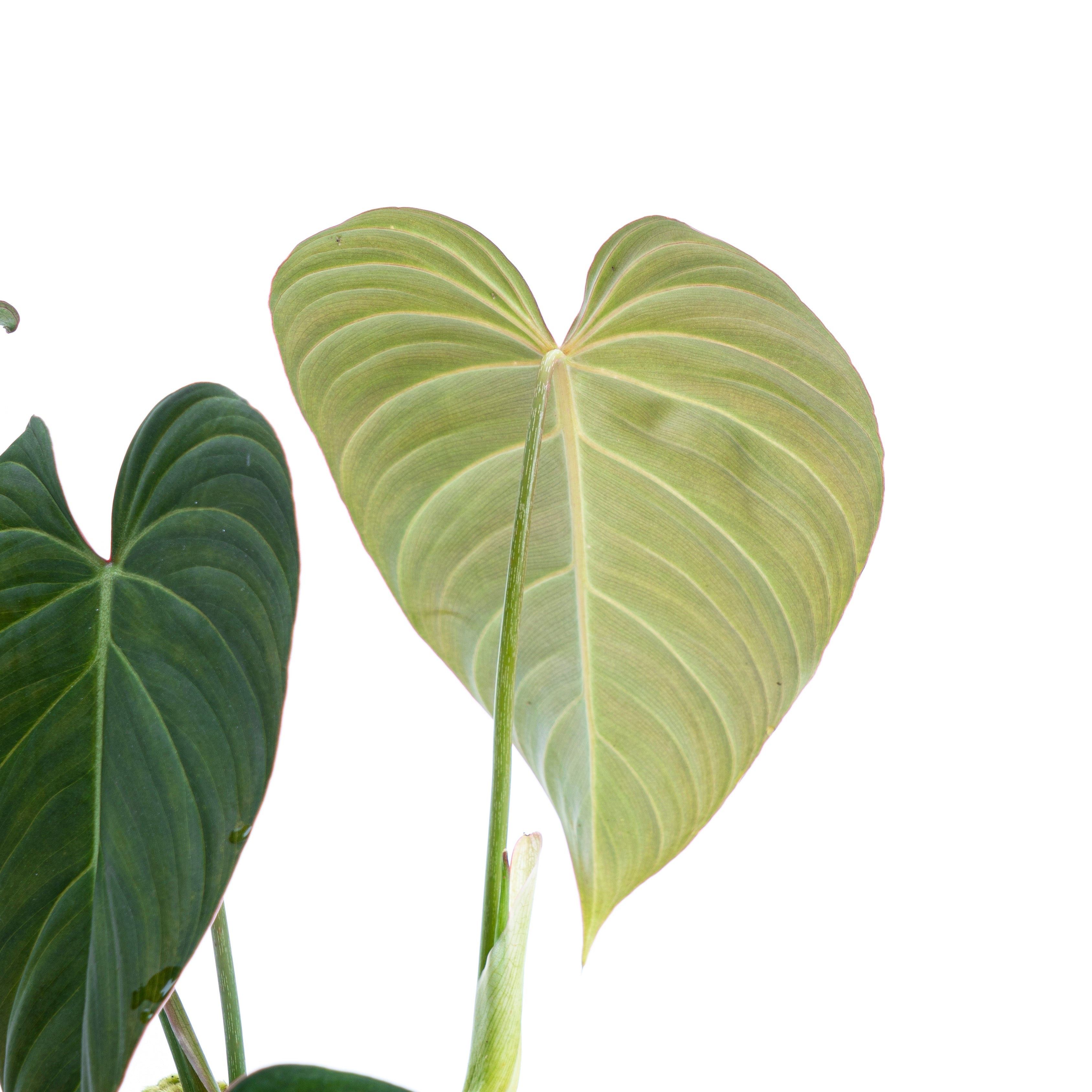 philodendron glorious Philodendron Glorious (gloriosum x melanochrysum) – Plantstop.us