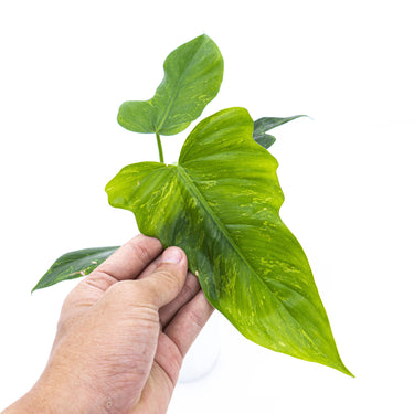 Philodendron Lime Fiddle