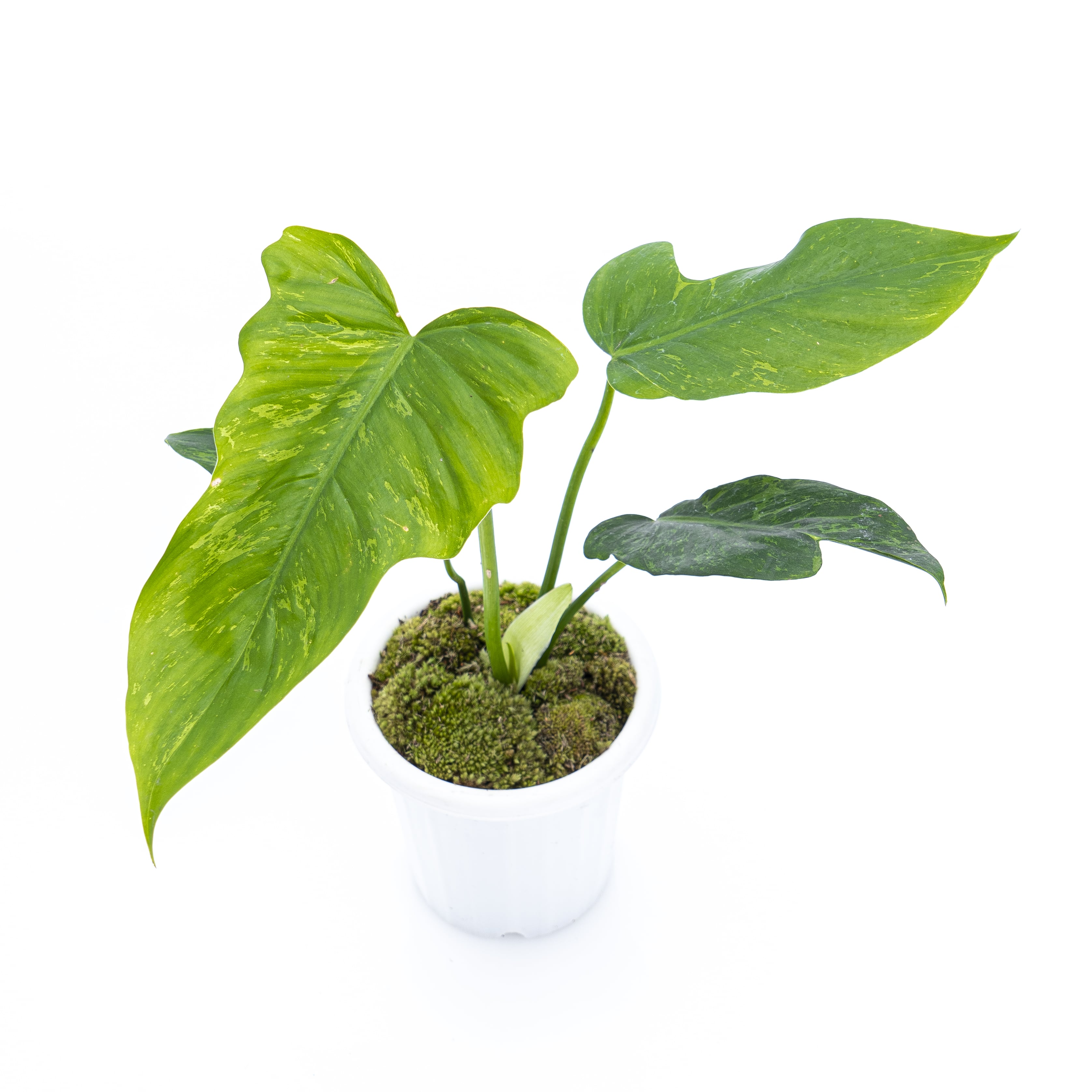 philodendron fiddle lime Philodendron Lime Fiddle