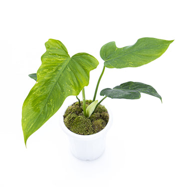 Philodendron Lime Fiddle