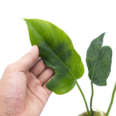 Philodendron Lime Fiddle