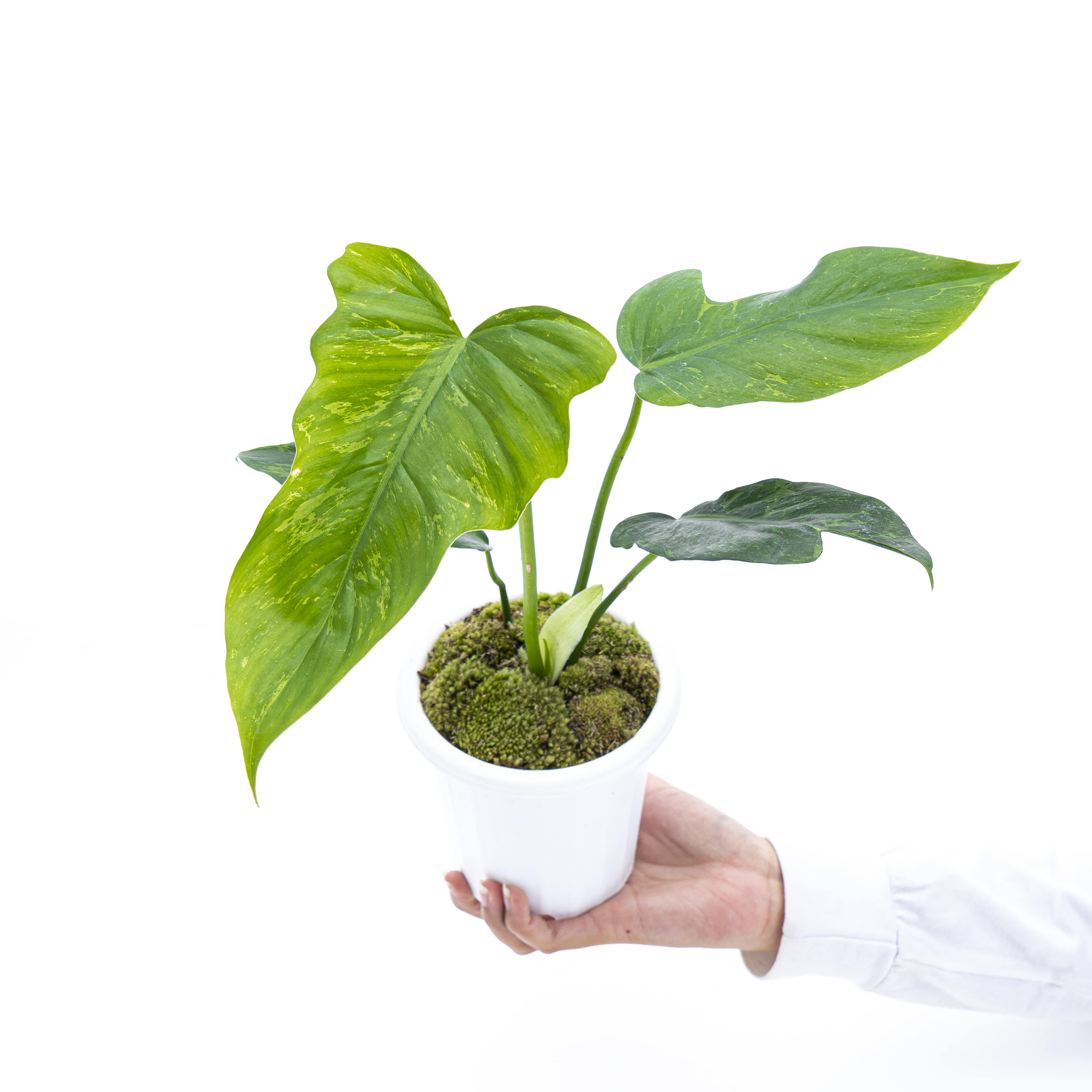 philodendron fiddle Philodendron Lime Fiddle – Plantstop.us