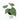 Philodendron Majestic ( Sodiroi x Verrucosum )