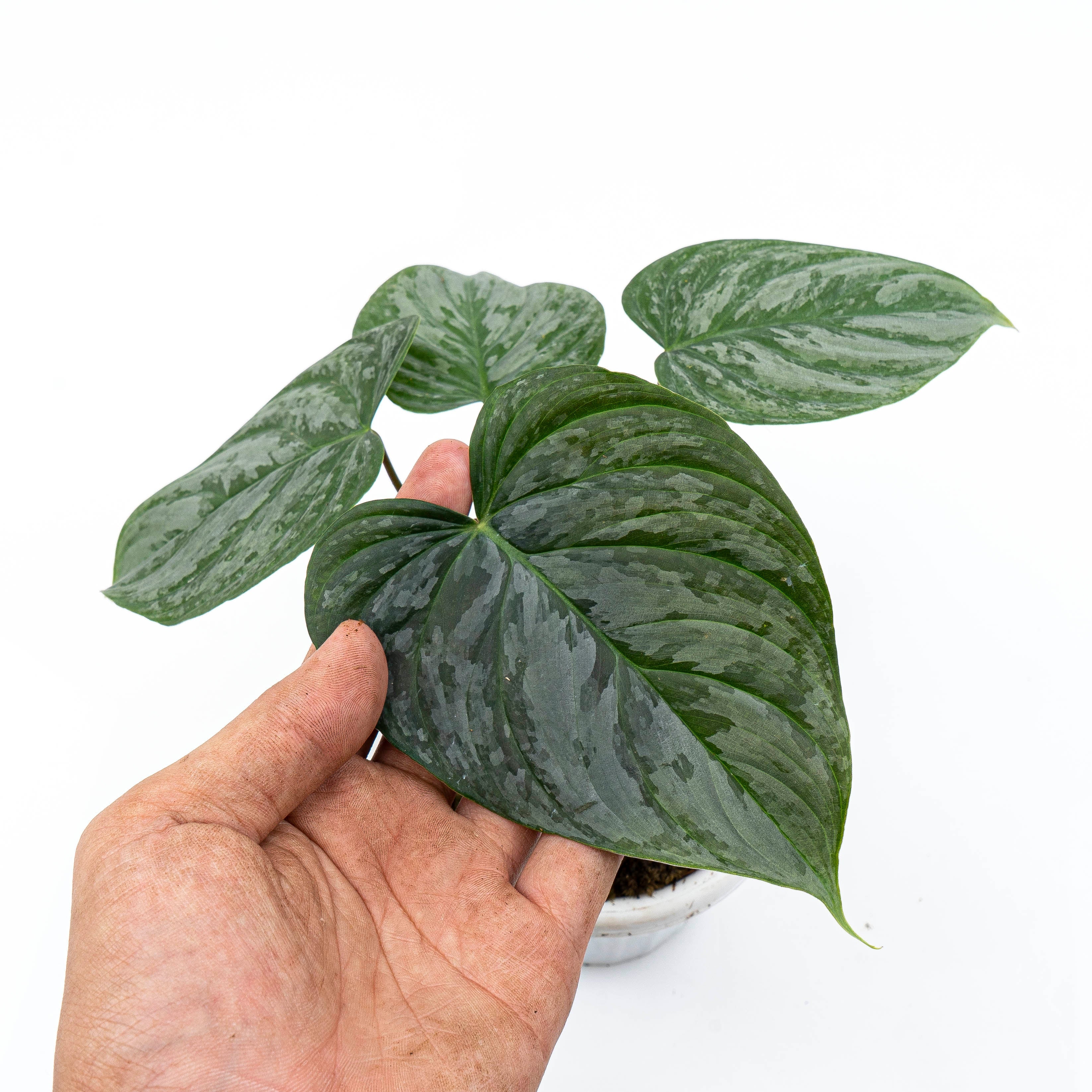 philodendron sodiroi x verrucosum Philodendron Majestic (Sodiroi x Verrucosum)