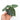 Philodendron Majestic ( Sodiroi x Verrucosum )