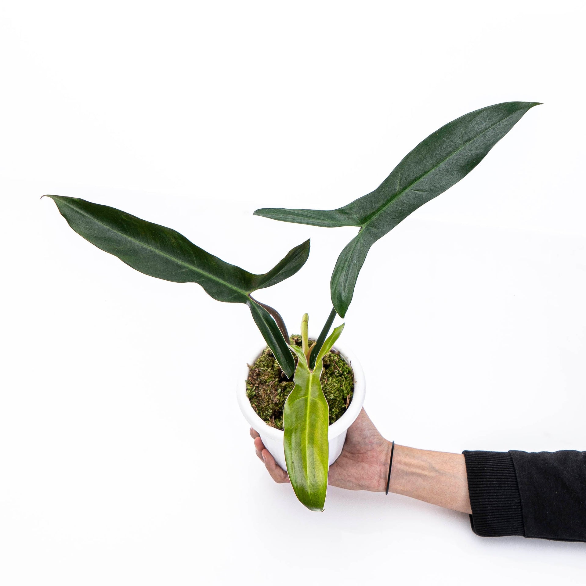 mexicanum philodendron Philodendron Mexicanum – Plantstop.us