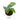Philodendron Sodiroi Variegated