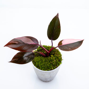 Philodendron Pink Princess