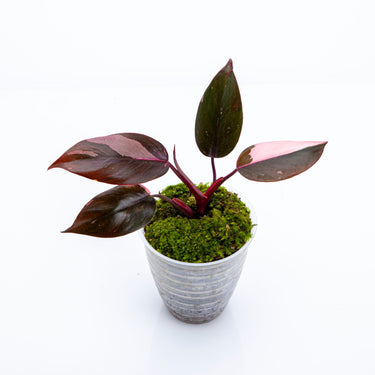 Philodendron Pink Princess