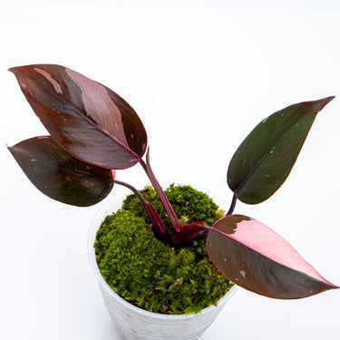 Philodendron Pink Princess