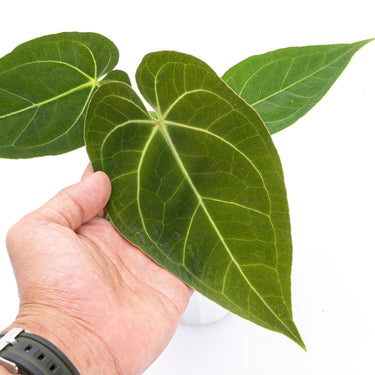 Anthurium papillilaminum X Magnificum Verde - Plantstop.us