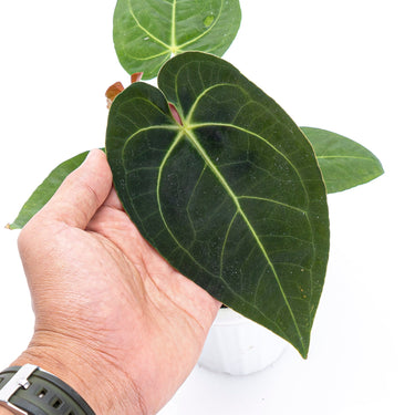 Anthurium papillilaminum X Magnificum Verde - Plantstop.us