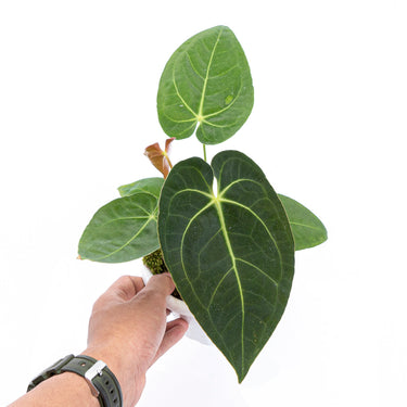 Anthurium papillilaminum X Magnificum Verde - Plantstop.us