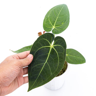 Anthurium papillilaminum X Magnificum Verde - Plantstop.us