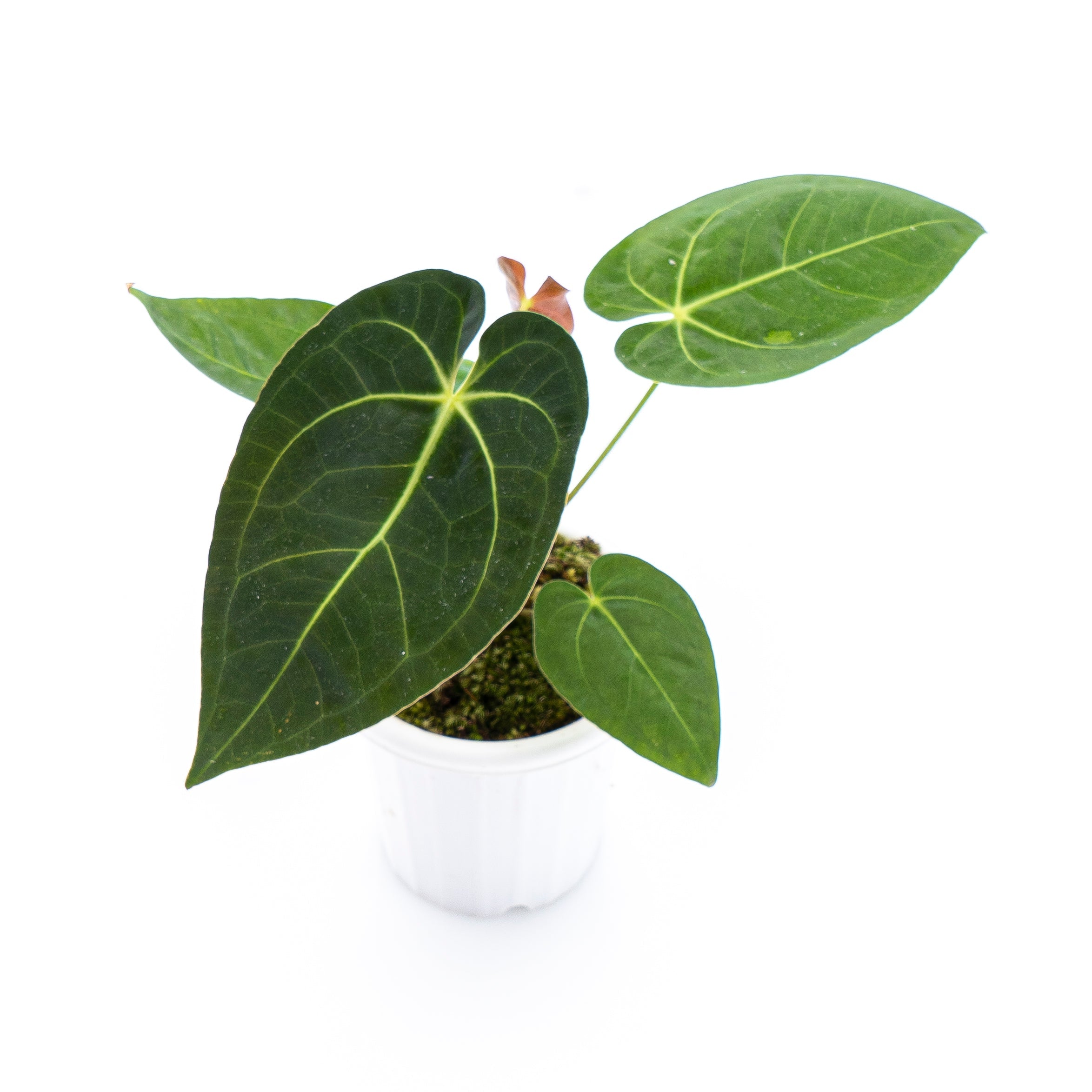 anthurium verde Anthurium papillilaminum X Magnificum Verde – Plantstop.us