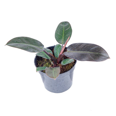 Philodendron Black Cardinal