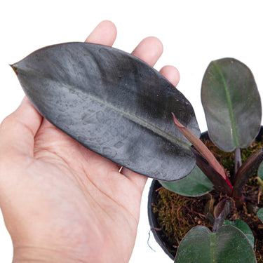 Philodendron Black Cardinal