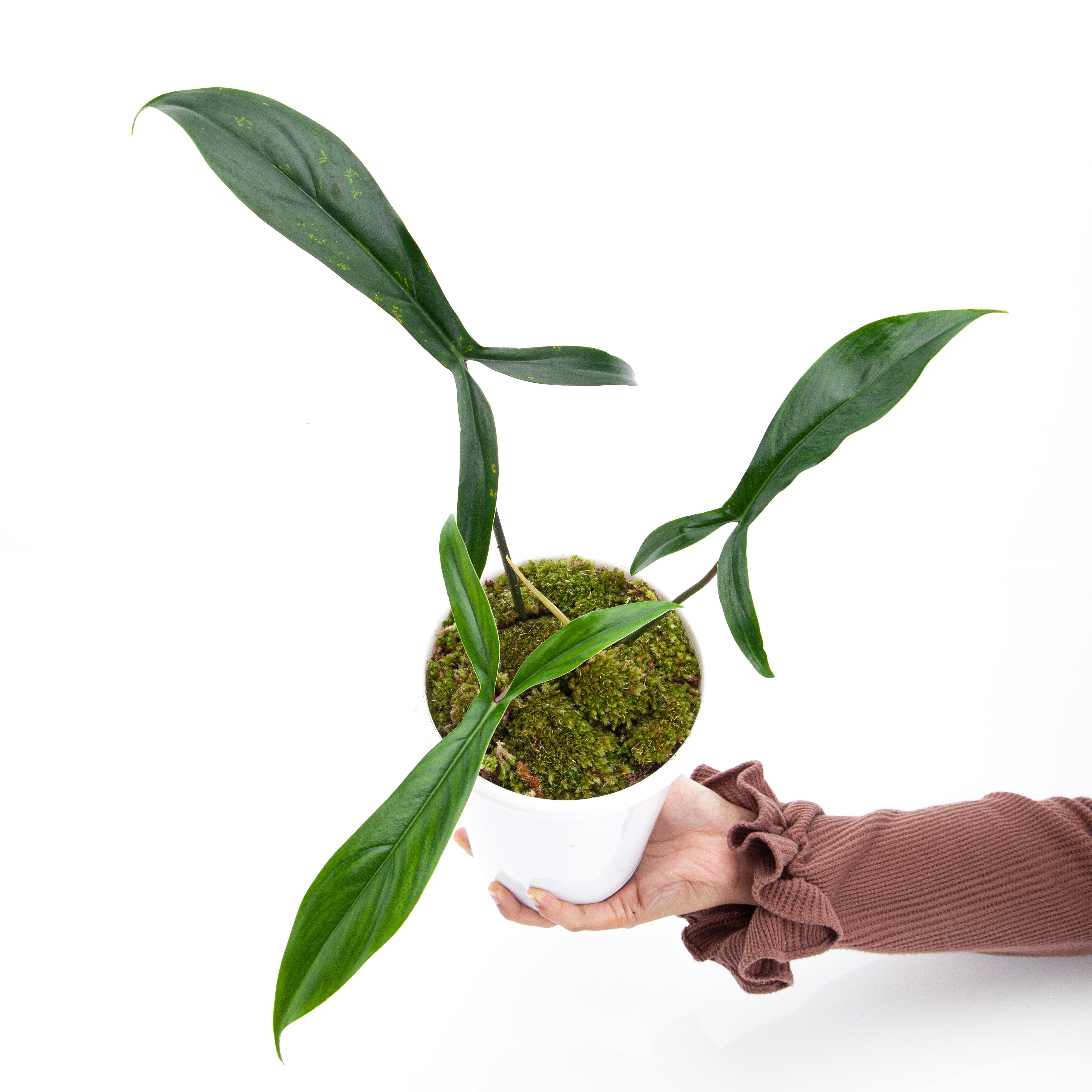 Philodendron Code 69686 – Plantstop.us