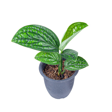 Monstera Karstenianum