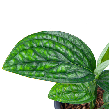 Monstera Karstenianum