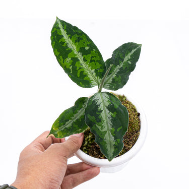 Aglaonema Pictum Tricolor - Plantstop.us