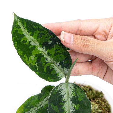 Aglaonema Pictum Tricolor - Plantstop.us