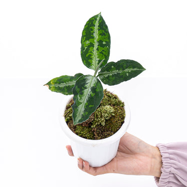Aglaonema Pictum Tricolor - Plantstop.us