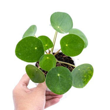 Pilea