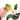 Philodendron Pink Congo