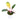 Philodendron Pink Congo