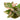 Syngonium Pink Splash
