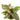 Syngonium Pink Splash