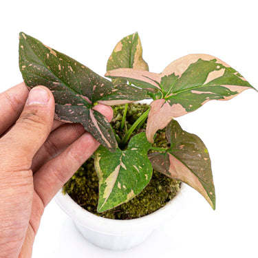 Syngonium Pink Splash