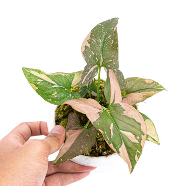 Syngonium Pink Splash