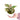 Syngonium Pink Splash
