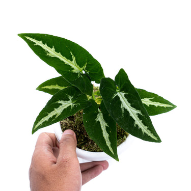 Syngonium Wenlandii