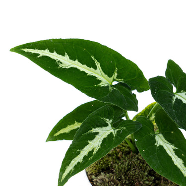 Syngonium Wenlandii